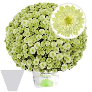 Afbeelding van Bolchrysant gehoest P19 Primo pistache